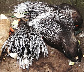 Hystrix indica leucurus