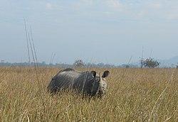 One of the famous residents of Pobitora Wildlife Sanctuary