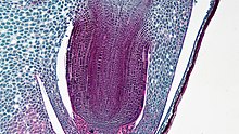 Root of corn with rootcap and coleorhiza