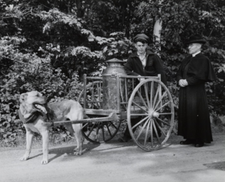 Transport du lait dans un chariot tiré par un chien à l'île d'Orléans, Québec, en 1930.