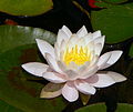 White lotus