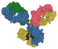 Ytmodell av en antikropp på molekylär nivå
