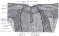 The terminal portion of the optic nerve and its entrance into the eyeball, in horizontal section.