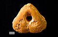 Pygites diphyoides (d'Orbigny, 1849) from the Hauterivian (Lower Cretaceous) of Cehegin, Murcia, Spain. This terebratulid is characterized by a central perforation through its valves.