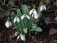 Fleurs et feuillage de Galanthus elwesii, le Perce-neige géant