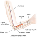 Giải phẫu tổng thể của cánh tay và khuỷu tay.