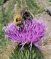 Akkerhommel donkere vorm op speerdistel