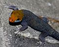 Yellow-headed Gecko (Gonatodes albogularis)