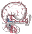 الشريان البطني وفروعه،المعدة تم رفعها والغشاء المصلي البطني الشفاف (بالإنجليزية: peritoneum)‏ تم إزالته.