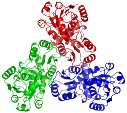 Ornithin-Transcarbamylase