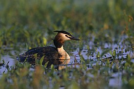 Silkkiuikku (Podiceps cristatus)