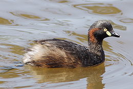 Vöröspofájú vöcsök (Tachybaptus novaehollandiae)