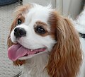 Cavalier King Charles Spaniel