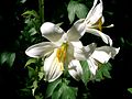 Madonna lily, provincial flower of East Punjab