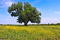 Image 36A field of yellow wildflowers in St. Bernard Parish (from Louisiana)