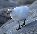 Chionis blanc, (Chionis albus) (Chionidae)