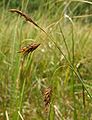 Slijkzegge (Carex limosa)