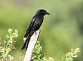 A drongo at Sabaka River