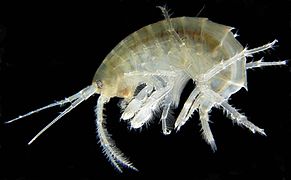 Amphipods of the family Gammaridae