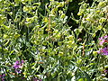 Nicotiana langsdorffii.