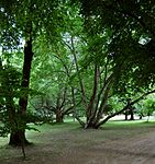 Park w zespole pałacowym