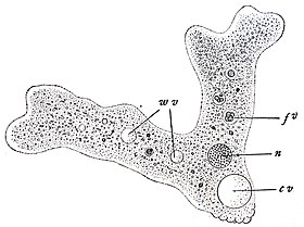 Amoeba sp.