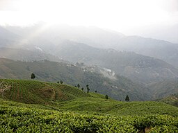 Landskap med teplantager i Darjeelingdistriktet.