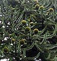 Female cones