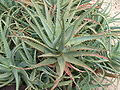 Aloe arborescens