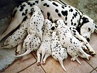 Puppies, four-five weeks old