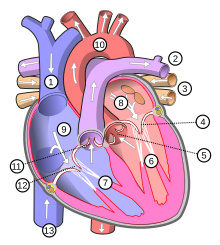 Skemo de la homa koro: 1. Supra kava vejno - 2. Pulma vaskulo - 3. Pulma vejno - 4. Mitrala valvo - 5. Aorta valvo - 6. Maldekstra atrio - 7. Dekstra atrio - 8. Maldekstra ventriklo - 9. Dekstra ventriklo - 10. Aorto - 11. Pulma valvo - 12. Trikuspida valvo - 13. Suba kava vejno