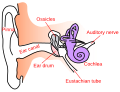 Ear anatomy