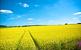 Rural landscape in Kärkölä