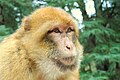 Macaque en liberté dans la forêt d'Azrou