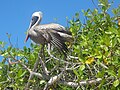 (Pelecanus occidentalis) Badea Tortúa