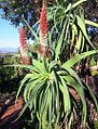 Aloe × hexapetala