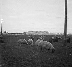 Talbiseh (background) and sheep grazing (foreground), 1930s