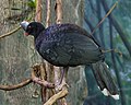 Northern Helmeted Curassow