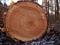 Tall transversal d'un tronc de Pinus sylvestris, on l'albeca i el duramen no es veuen de forma tan clara