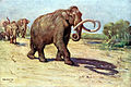 Mammuthus columbi