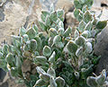 Draba jaegeri in seed