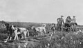 Image 32Cart dogs, c. 1900; different in appearance but doing the same work (from Dog type)