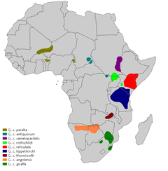 Distribuição das espécies da girafa