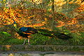 Pavo muticus imperator di Zoo Taipei