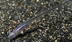 Carapus acus, un poisson-perle qui vit dans la cavité cloacale des holothuries.