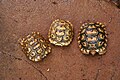 Three baby leopard tortoises