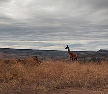 Guanaco Patagonico