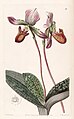 Paphiopedilum barbatum. Edwards's Botanical Register, volume 28 (N.S. 5), plate 17, 1842.