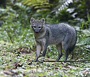 Gray canine in jungle