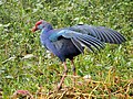 Grey-headed Swamp Hen